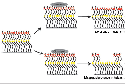 The height of the new protein brush, made from neurofilament-derived proteins, can be precisely controlled with protein-digesting enzymes, or proteases. The protease thrombin cut the brush superficially at the red cross marks, resulting in a negligible change to the height of the brush. The protease clostripain cut the brush much more deeply at the yellow cross marks, and thus had a more measurable effect on height. (Schematic by Sanjay Kumar)