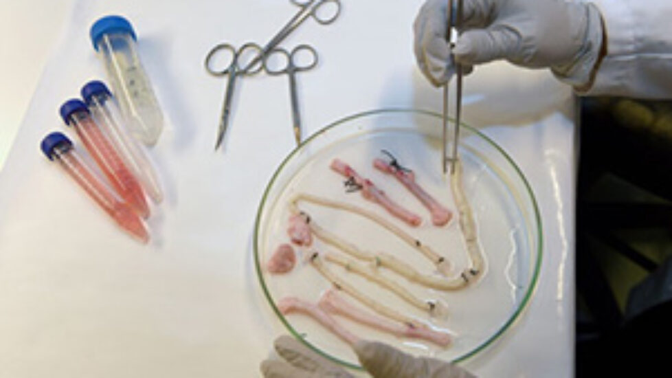 growing blood vessel