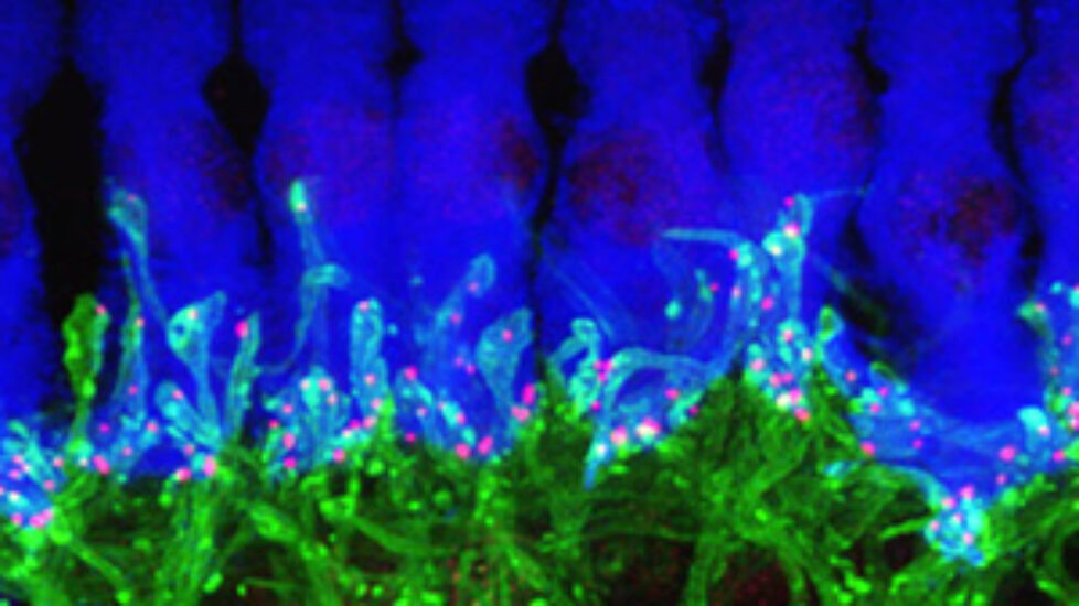 noise deafened mice1