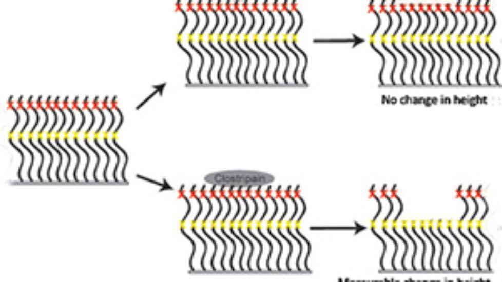 proteinbrush protease4104