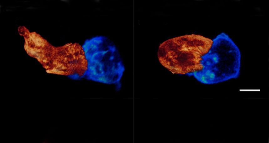 SPYING ON CELLS  An immune cell bearing a fluorescent orange tag reaches out and touches another cell (tagged in blue). Scientists can watch the action using a new microscope that’s not as damaging to cells as previous scopes. The scale bar represents 4 micrometers. 