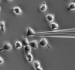 A snapshot from a video showing lab-grown human leukemia cells moving toward a needle tip releasing a chemical attractant.